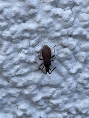 Coriomeris denticulatus