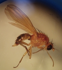 Lauxaniinae
