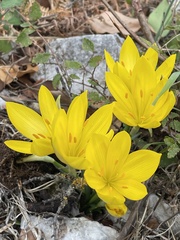 Sternbergia lutea