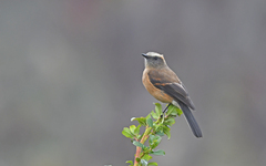 Ochthoeca fumicolor