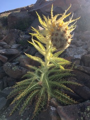 Cirsium funkiae