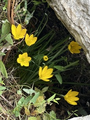 Sternbergia lutea