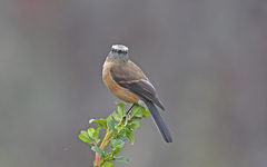 Ochthoeca fumicolor