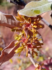 Pervillaea venenata