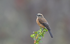 Ochthoeca fumicolor