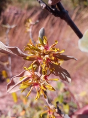 Pervillaea venenata