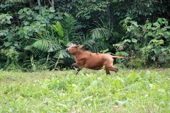 Syncerus caffer nanus