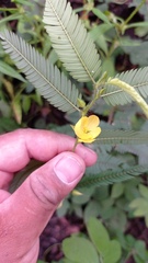Chamaecrista flexuosa