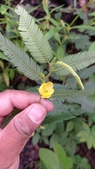 Chamaecrista flexuosa