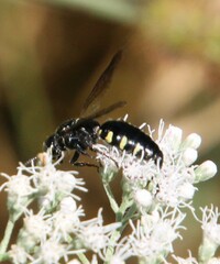 Myzinum obscurum