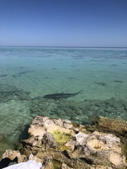 Carcharhinus melanopterus