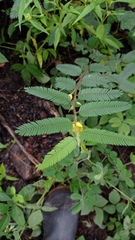 Chamaecrista flexuosa