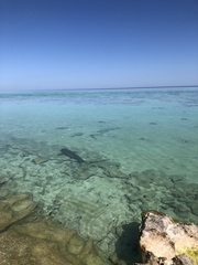 Carcharhinus melanopterus