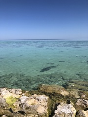 Carcharhinus melanopterus