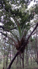 Tillandsia