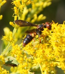 Cerceris bicornuta