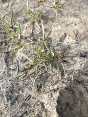 Munroa squarrosa