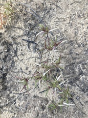 Munroa squarrosa