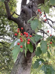 Scandosorbus