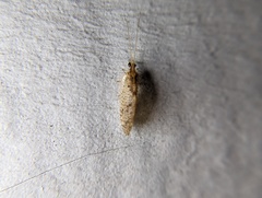 Hemerobiidae