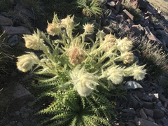 Cirsium funkiae