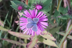 Plebejus melissa