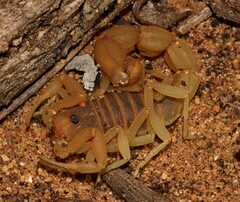 Parabuthus planicauda