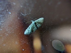 Eupithecia