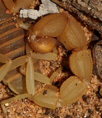 Parabuthus planicauda