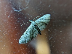 Eupithecia