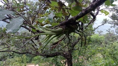 Tillandsia caput-medusae