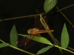 Brachythemis contaminata