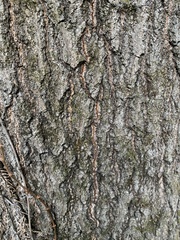 Quercus imbricaria