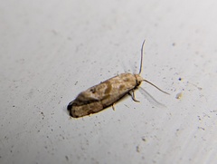 Platphalonidia magdalenae
