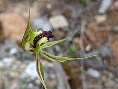Caladenia stricta