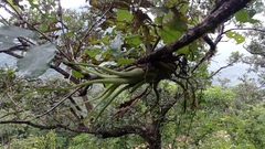 Tillandsia caput-medusae