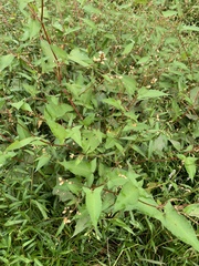 Persicaria arifolia