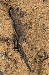 Pachydactylus geitje