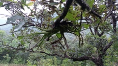 Tillandsia caput-medusae