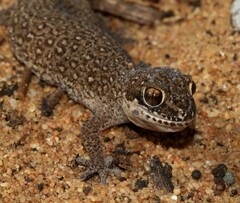 Pachydactylus geitje