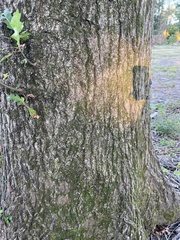 Quercus palustris
