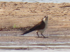 Centropus senegalensis