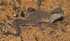 Pachydactylus geitje