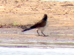 Centropus senegalensis