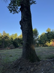 Quercus palustris