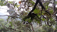 Tillandsia caput-medusae