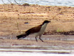 Centropus senegalensis