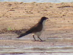 Centropus senegalensis