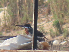 Megaceryle maxima maxima