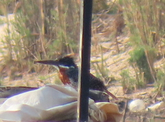 Megaceryle maxima maxima